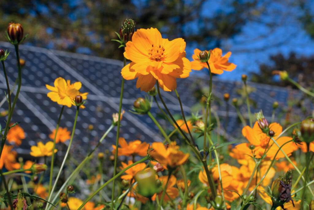 Closeup of yellow flowers in front of solar panels.